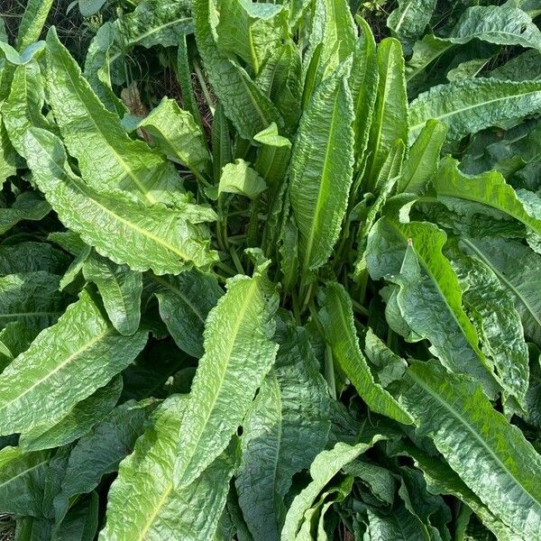 Rumex patientia Folha