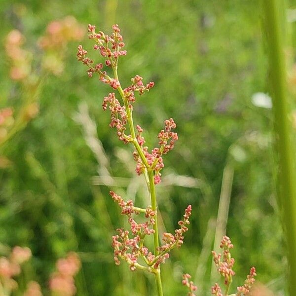 Rumex thyrsiflorus 花