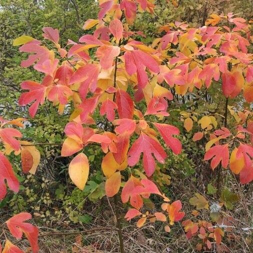 Sassafras albidum অভ্যাস