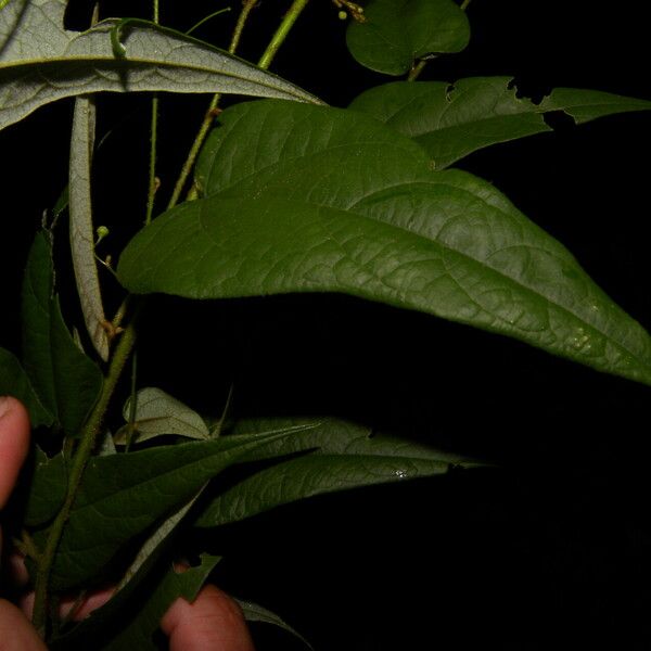 Wissadula periplocifolia Feuille