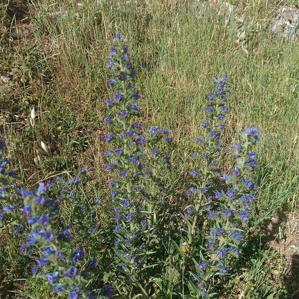 Echium vulgare Habitatea