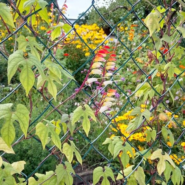 Ipomoea lobata Virág