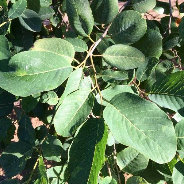 Annona senegalensis Frunză