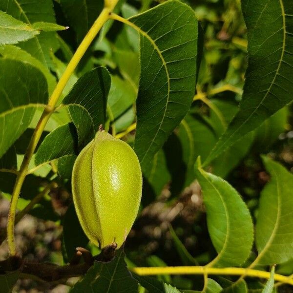 Carya illinoinensis Frukt