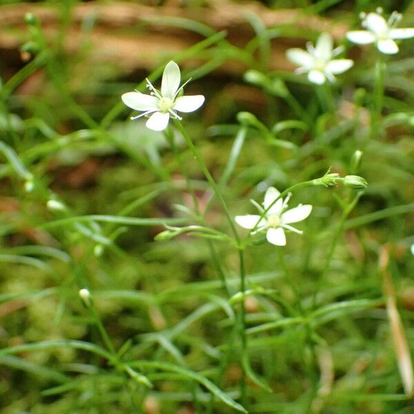 Moehringia muscosa Máis