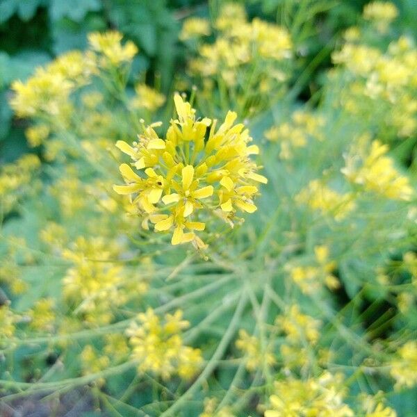 Sisymbrium irio Flower