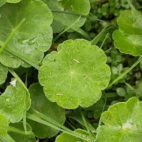 Hydrocotyle vulgaris Folla