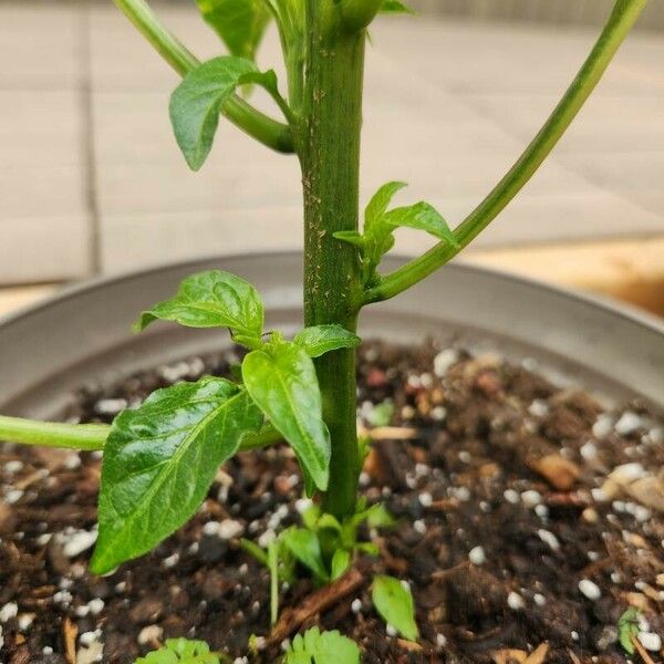 Capsicum chinense बार्क (छाल)