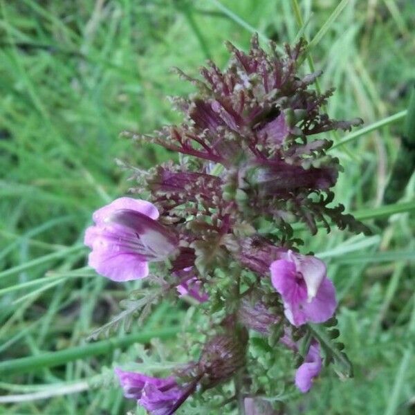 Pedicularis palustris Blüte