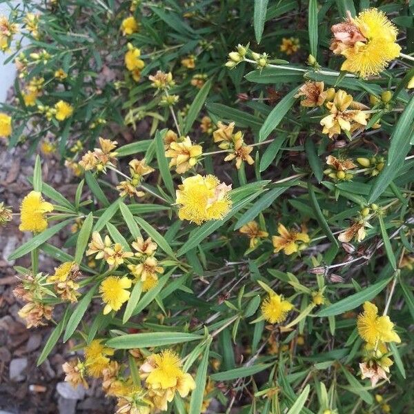 Hypericum prolificum Kwiat