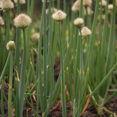 Allium fistulosum عادت