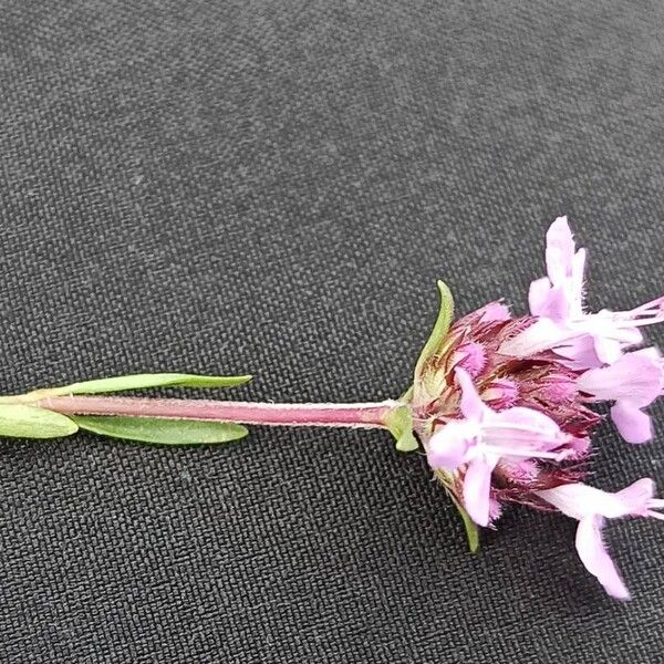 Thymus embergeri Квітка
