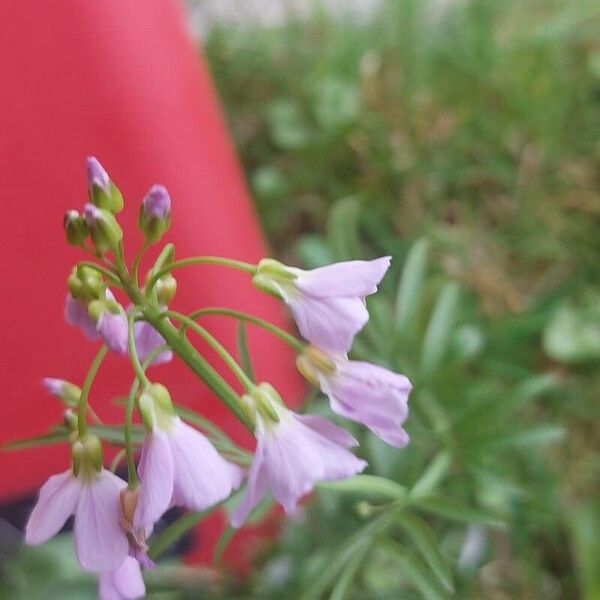 Cardamine pratensis Цветок