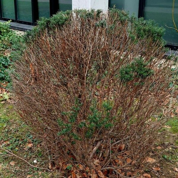 Taxus canadensis Natur