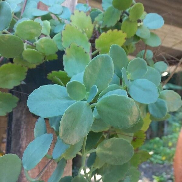 Kalanchoe laxiflora Leaf