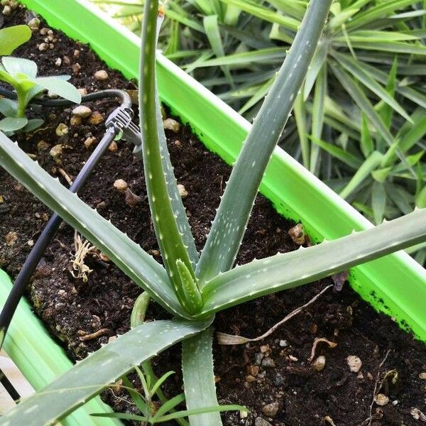 Aloe vera Листок