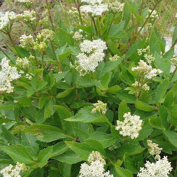 Ligusticum scothicum Flower