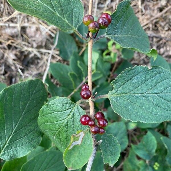 Lonicera xylosteum Frucht