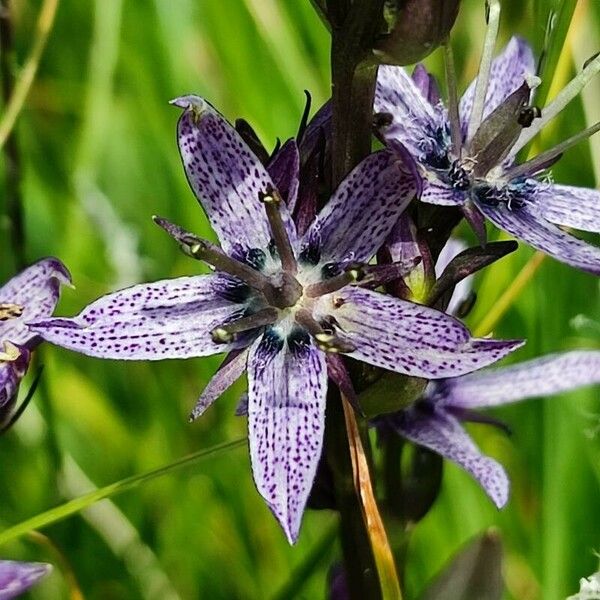 Swertia perennis Blüte