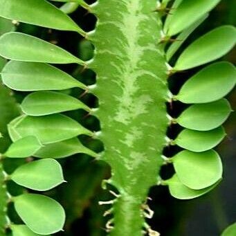 Euphorbia trigona Leaf