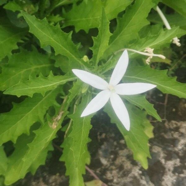 Hippobroma longiflora Λουλούδι