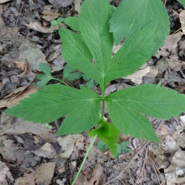 Cryptotaenia canadensis পাতা