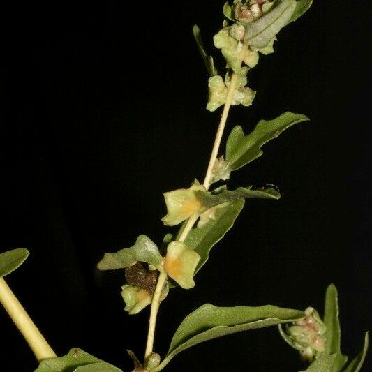 Atriplex tatarica Otro