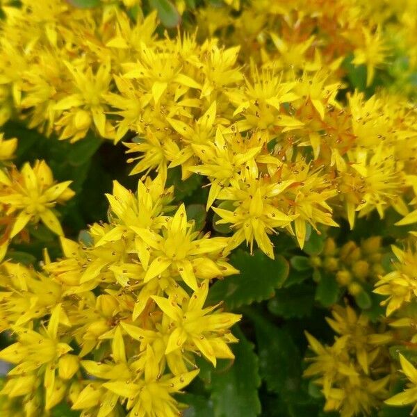 Phedimus aizoon Flower