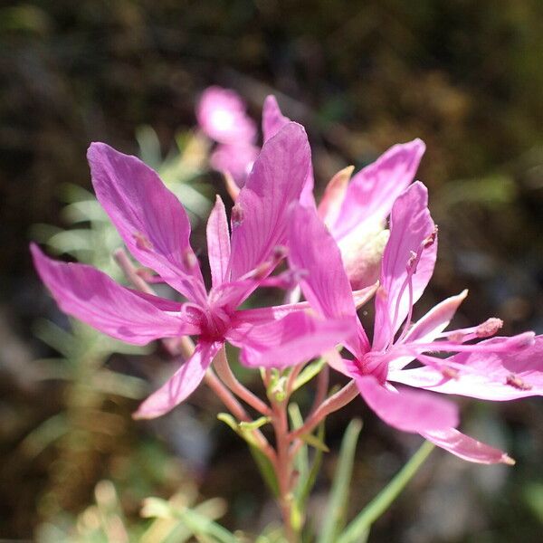 Epilobium dodonaei Flower