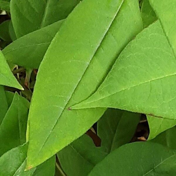 Lysimachia clethroides Leaf