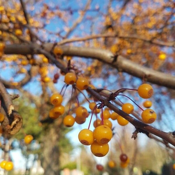 Malus toringo Fruto