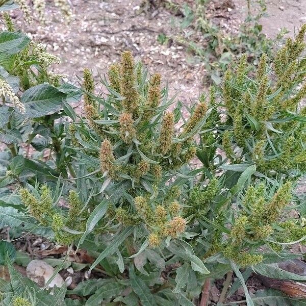 Rumex maritimus Flower