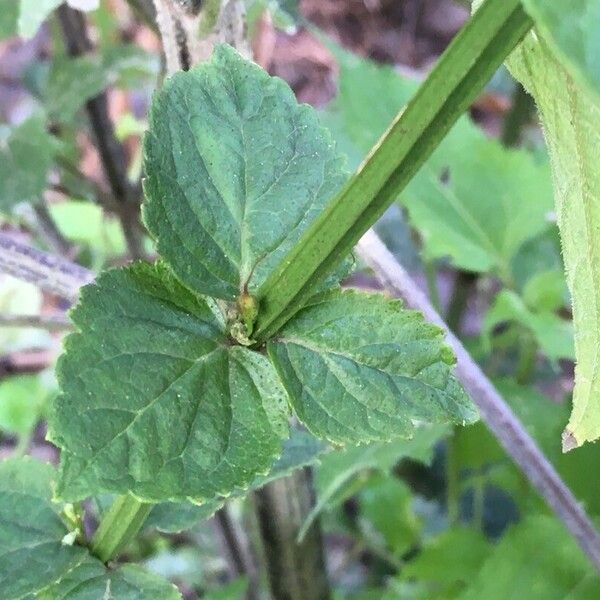 Russelia coccinea Leaf