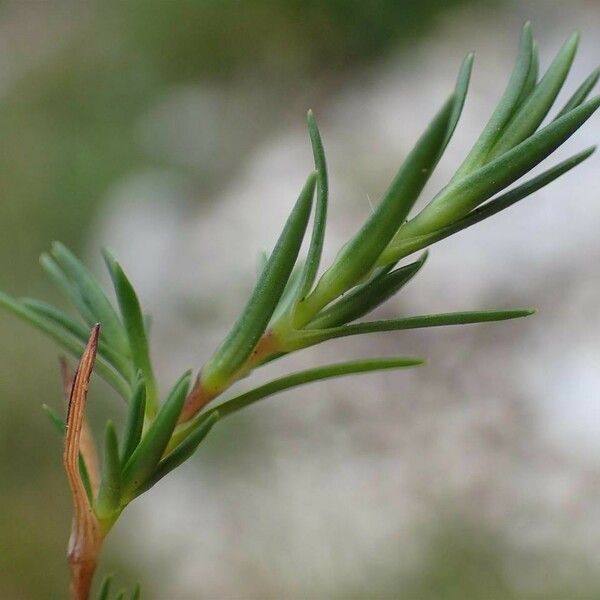 Sabulina verna موطن