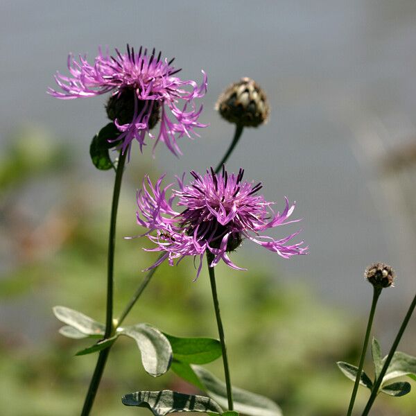 Centaurea scabiosa Otro