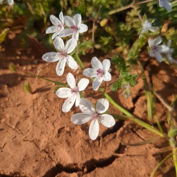 Erodium lebelii 花