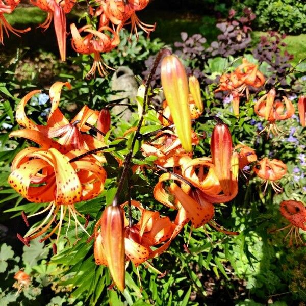 Lilium lancifolium Kvet