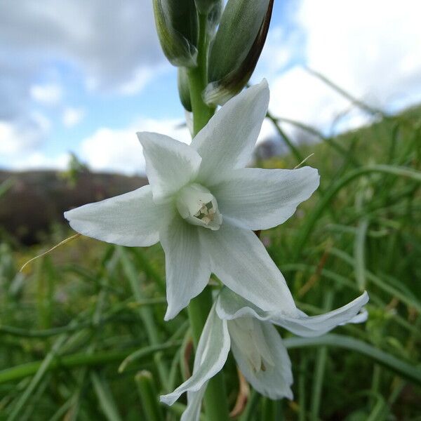 Ornithogalum nutans Flower