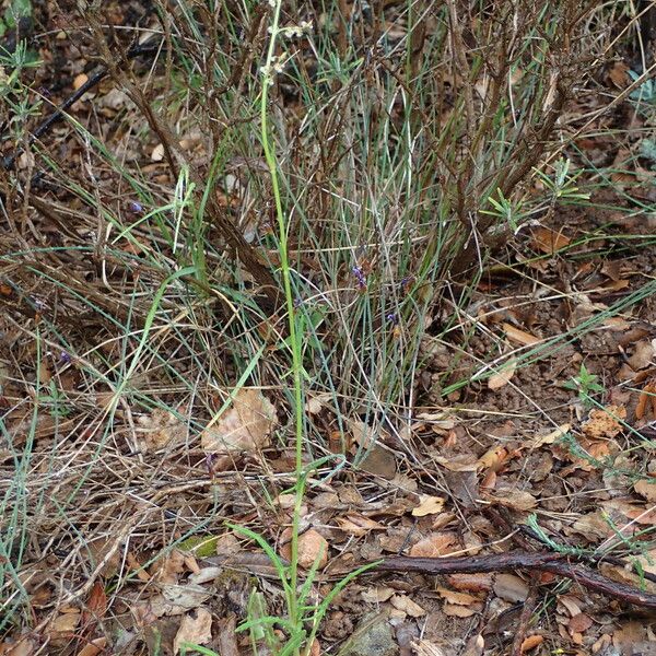 Rumex intermedius Habit