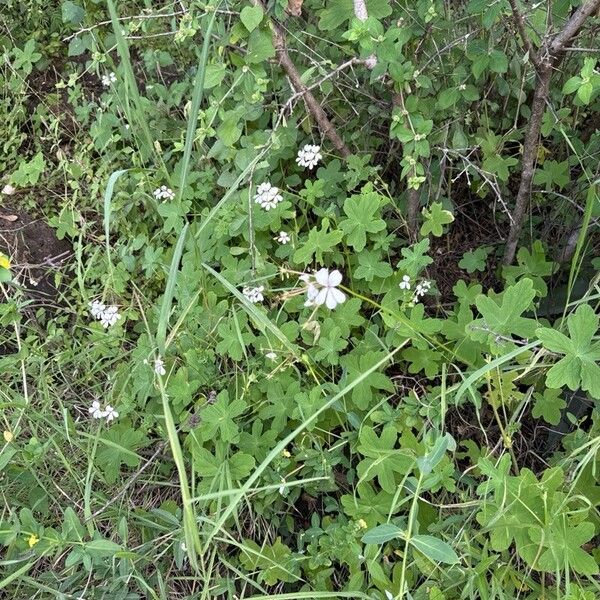 Pelargonium multibracteatum Habit