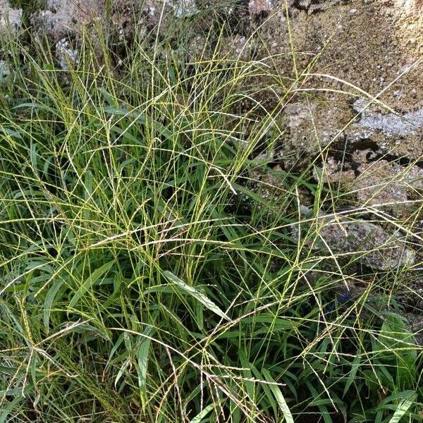 Digitaria sanguinalis 花