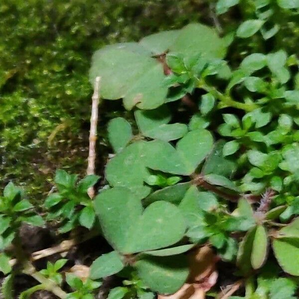 Oxalis exilis Leht