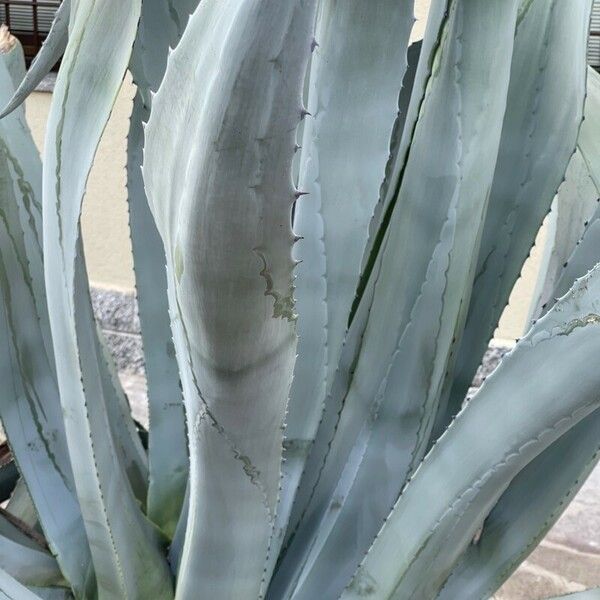 Agave americana Hostoa