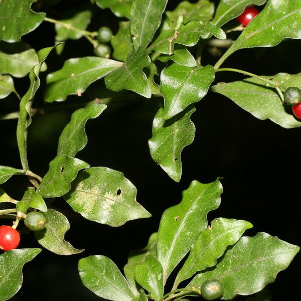 Psychotria biaristata Leaf