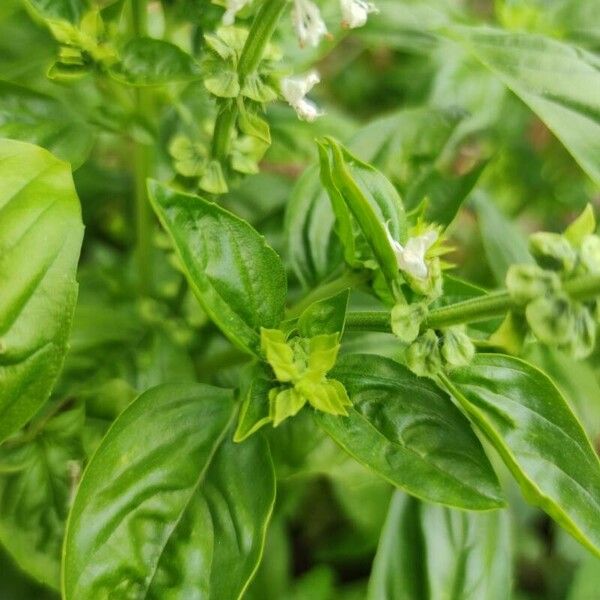 Ocimum basilicum Kůra