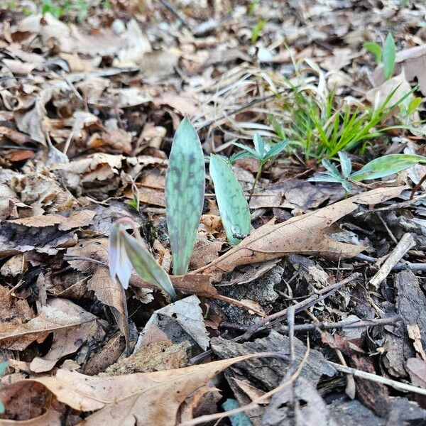 Erythronium albidum Flower