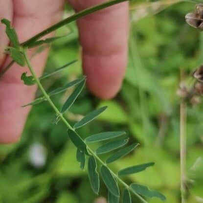 Vicia cracca Liść