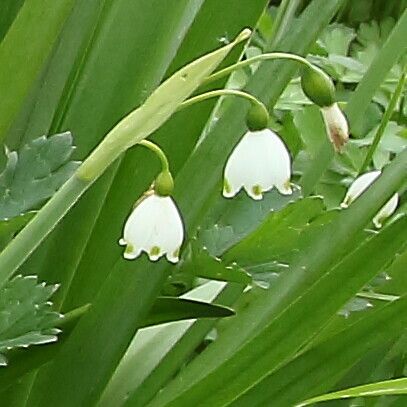 Leucojum aestivum Blomst