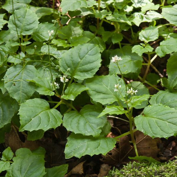 Circaea alpina برگ