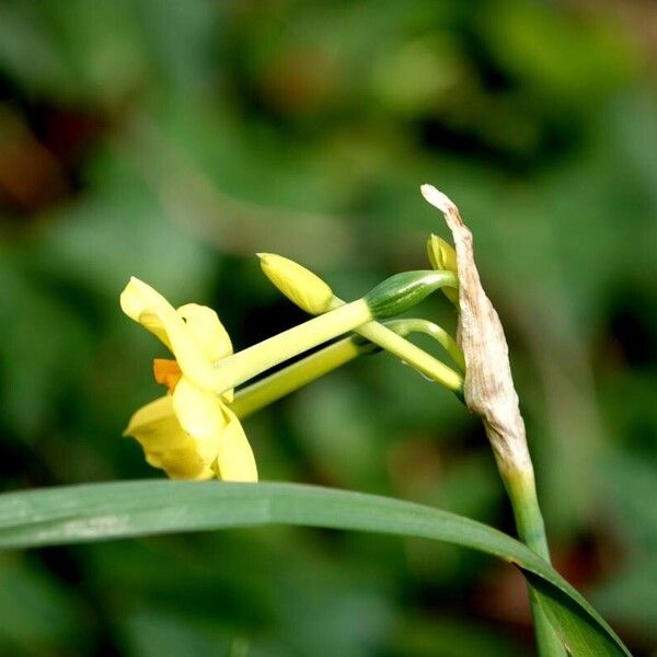 Narcissus jonquilla Άλλα